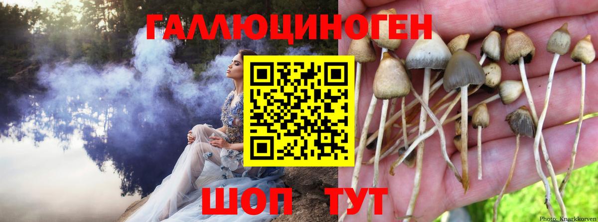 Гурьевск  Псилоцибиновые грибы Magic Shrooms  Вход с VPN  Псилоцибиновые грибы мухоморы 